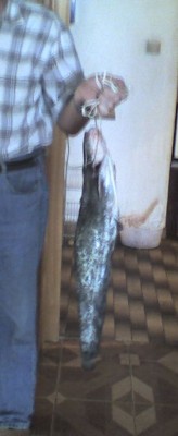 som.jpg (35.33 KБ) Видяна 8764 пъти som.jpg