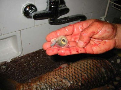 img_0035.jpg (53.89 KБ) Видяна 8785 пъти img_0035.jpg