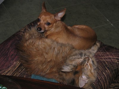 lari-i-praseto.jpg