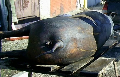 1.JPG (109.9 KБ) Видяна 4772 пъти 1.JPG